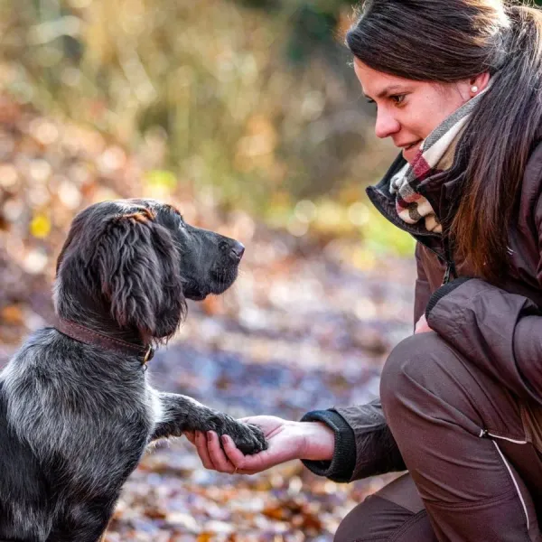 Einzeltraining für Hunde im Nordharz