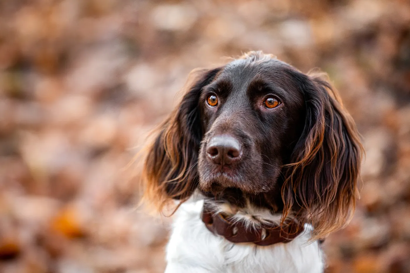 Elsa – V&E Hundeschule Nordharz