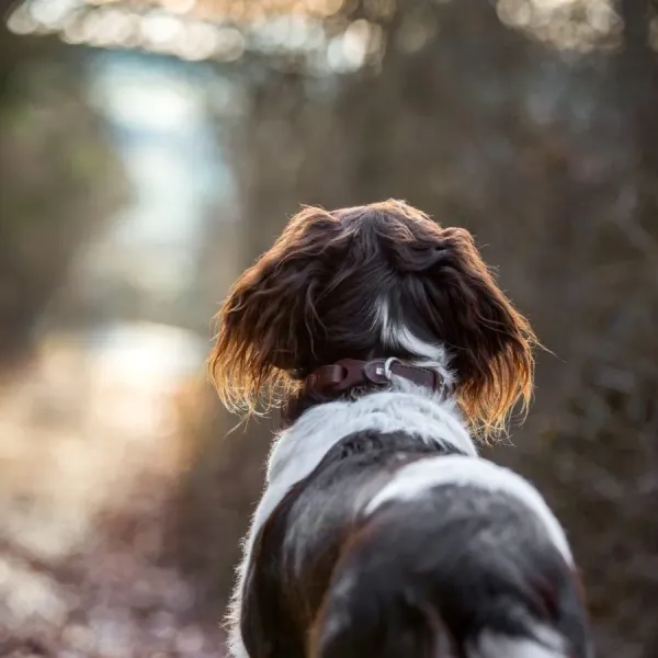 Kontakt zur V&E Hundeschule Nordharz aufnehmen