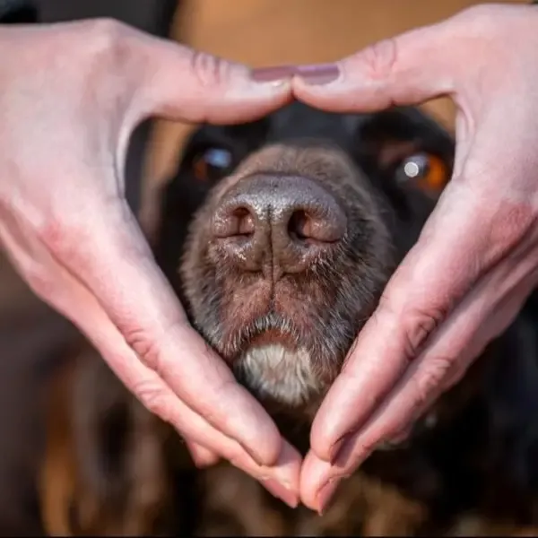 Vanessa Vogel – zertifizierte Hundetrainerin der V&E Hundeschule Nordharz